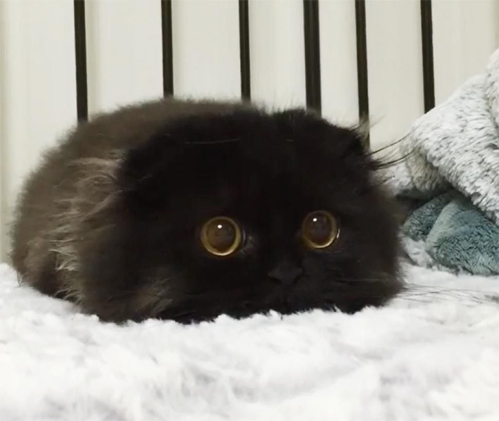 Impossible de ne pas craquer pour Gimo, le chat aux yeux immenses et trop mignons | So Busy Girls