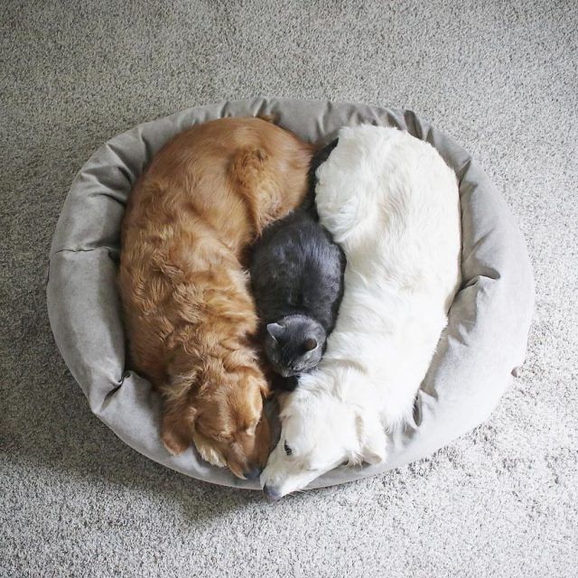 Ces 2 chiens et ce chat sont inséparables et ne se quittent jamais | So Busy Girls