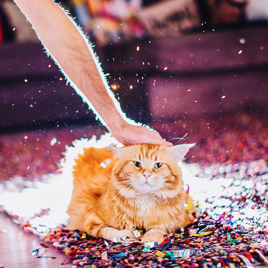 Découvrez Ginger, le chat roux tellement magnifique qu'il a son photographe personnel | So Busy Girls