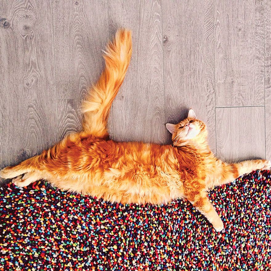 Découvrez Ginger, le chat roux tellement magnifique qu'il a son photographe personnel | So Busy Girls