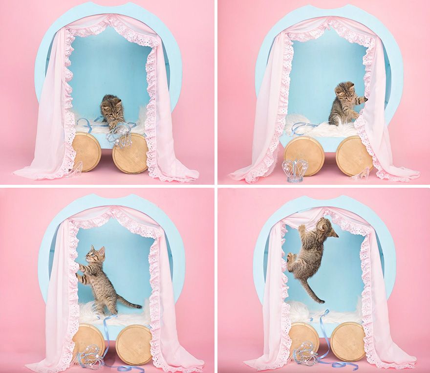Cette petite fille avait envie d'un shooting photo pour son chaton : voilà le résultat, et c'est adorable ! | So Busy Girls