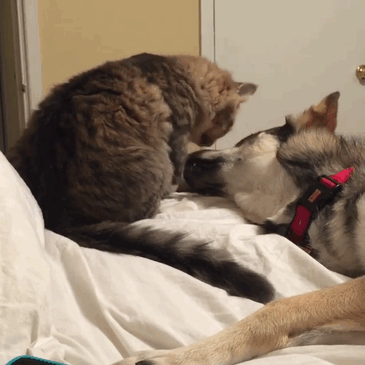 Ce husky a adopté ce chat dans un refuge et depuis, ils sont inséparables ! | So Busy Girls