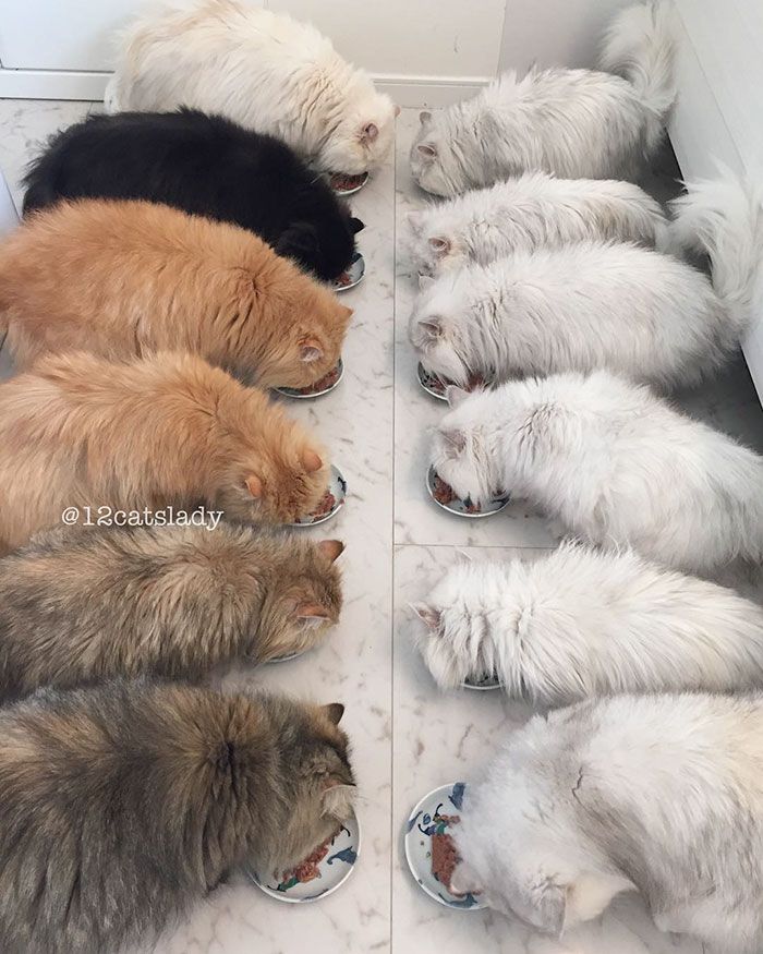 Cette femme aux 12 chats a conquis Instagram avec ses magnifiques chats persans | So Busy Girls