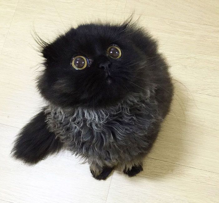 Impossible de ne pas craquer pour Gimo, le chat aux yeux immenses et trop mignons | So Busy Girls