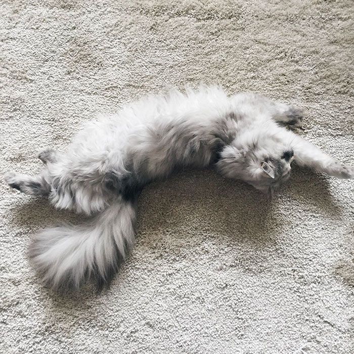 La fourrure de ce chat persan est tout simplement magnifique ! | So Busy Girls