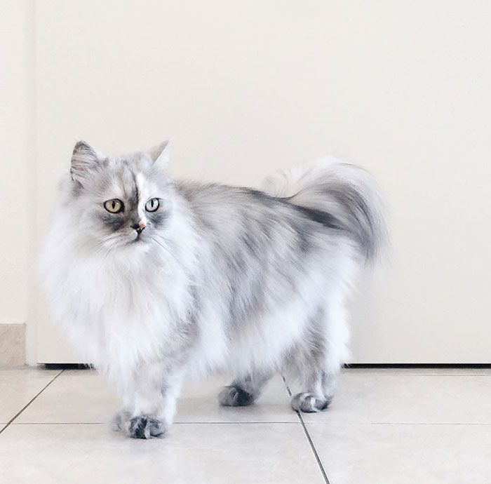 La fourrure de ce chat persan est tout simplement magnifique ! | So Busy Girls