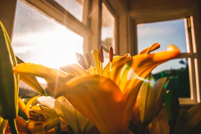 Comment faire le plein de vitamine D si on ne peut pas sortir pendant le confinement ? | So Busy Girls