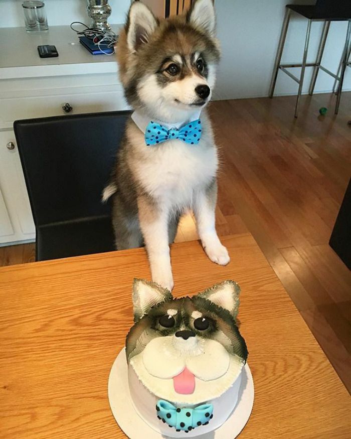 Découvrez Norman, le bébé husky tellement mignon qu'il va vous faire craquer ! | So Busy Girls