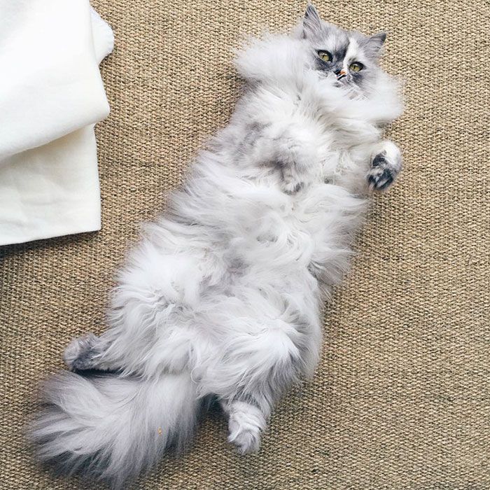 La fourrure de ce chat persan est tout simplement magnifique ! | So Busy Girls