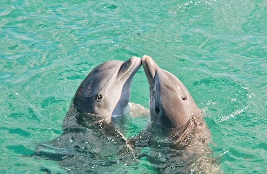 Même les dauphins se câlinent ! | So Busy Girls