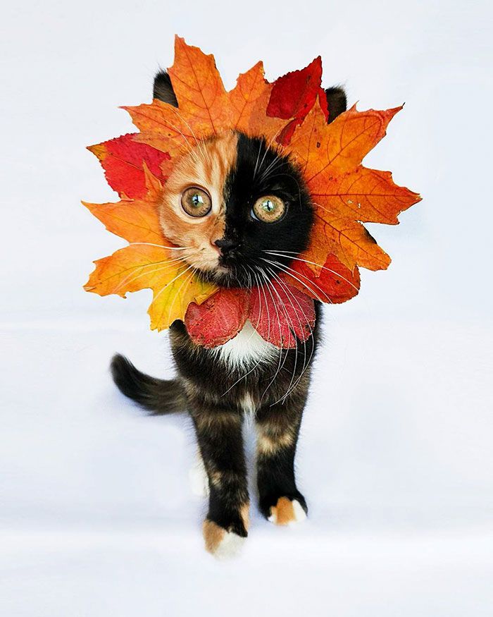 Voici Yana, l'adorable chatte aux deux visages qui va vous faire craquer ! | So Busy Girls