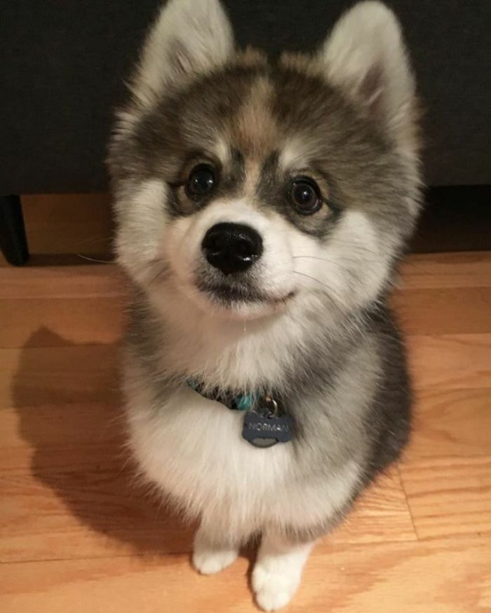 Découvrez Norman, le bébé husky tellement mignon qu'il va vous faire craquer ! | So Busy Girls