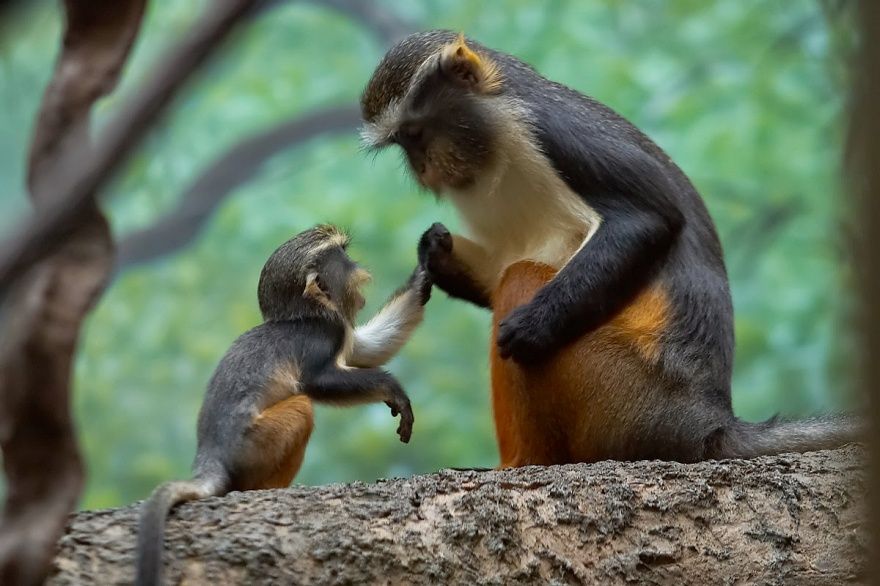 17 animaux adorables qui pourront toujours compter sur l'amour de leur mère | So Busy Girls