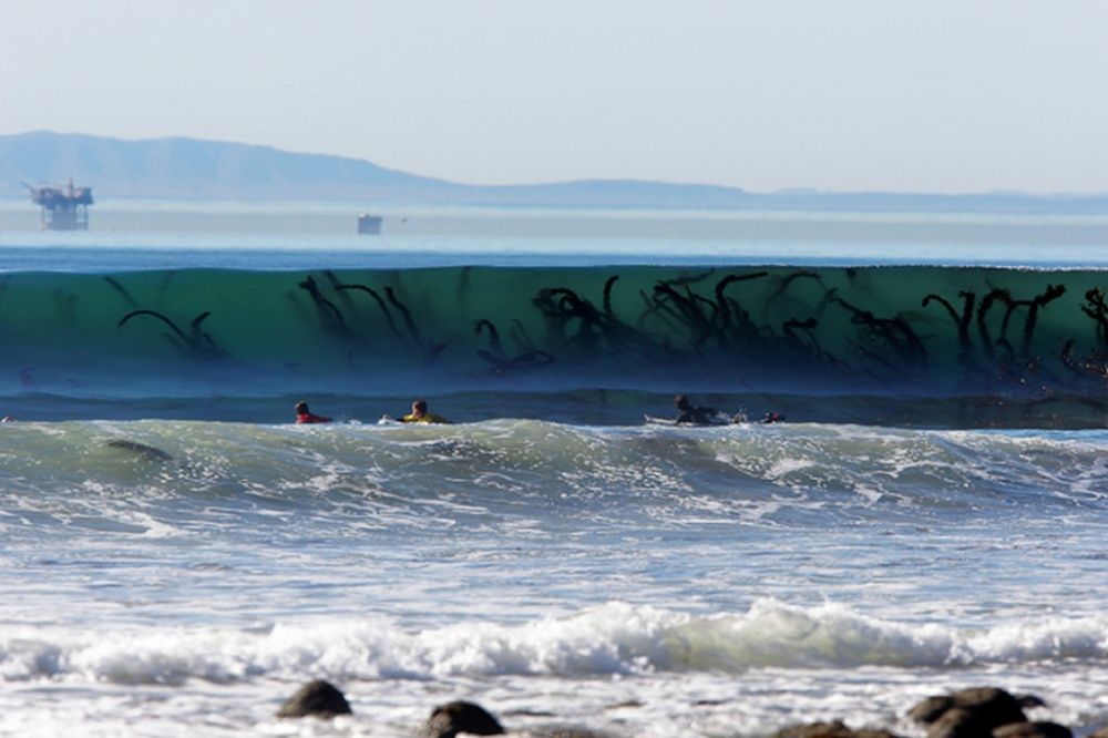 Ces algues géantes ressemblent à un monstre à tentacules caché sous les vagues | So Busy Girls