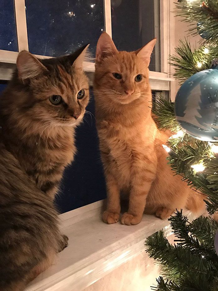 Ces 2 chatons adoptés sont inséparables et ne peuvent pas s'empêcher de le montrer ! | So Busy Girls