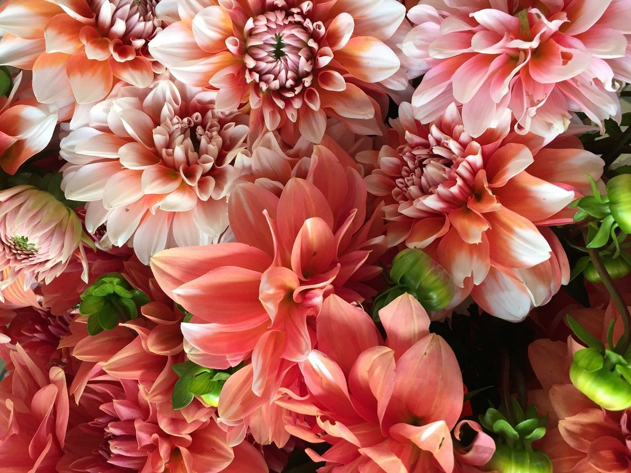 catrina-farrell-79Qa_Zr-iEs-unsplash