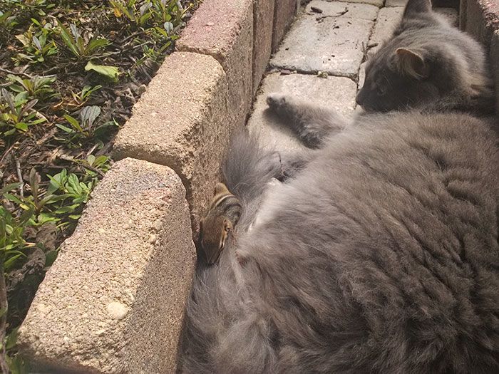 Mon chat est devenu copain avec un écureuil et depuis, ils n'arrêtent pas de se faire des câlins ! | So Busy Girls