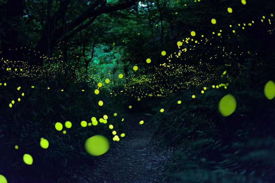 Ces photos de lucioles qui illuminent le paysage à la nuit tombée sont tellement magnifiques qu'elles vont vous sembler surréalistes | So Busy Girls