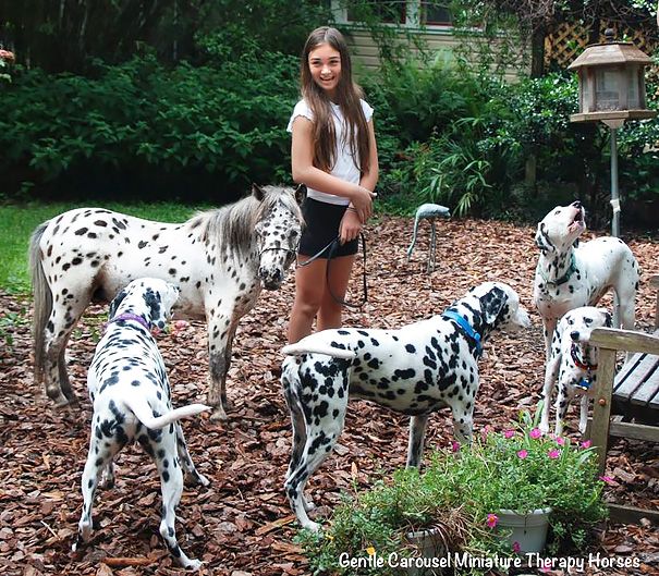 18 animaux qui se ressemblent comme 2 gouttes d'eau ! | So Busy Girls