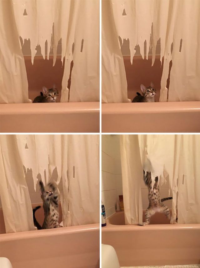 16 moments où des gens ont laissé leur animal seul, mais l'ont très vite regretté | So Busy Girls