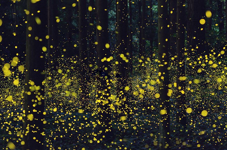 Ces photos de lucioles qui illuminent le paysage à la nuit tombée sont tellement magnifiques qu'elles vont vous sembler surréalistes | So Busy Girls