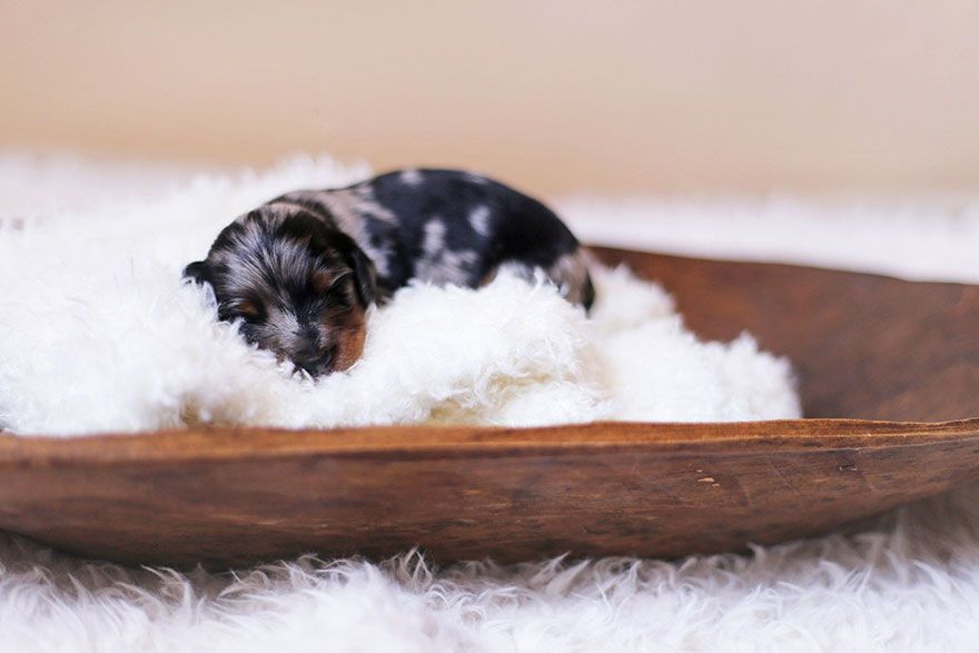 Cette maman teckel pose fièrement avec ses 6 petits chiots et le résultat est vraiment chou ! | So Busy Girls