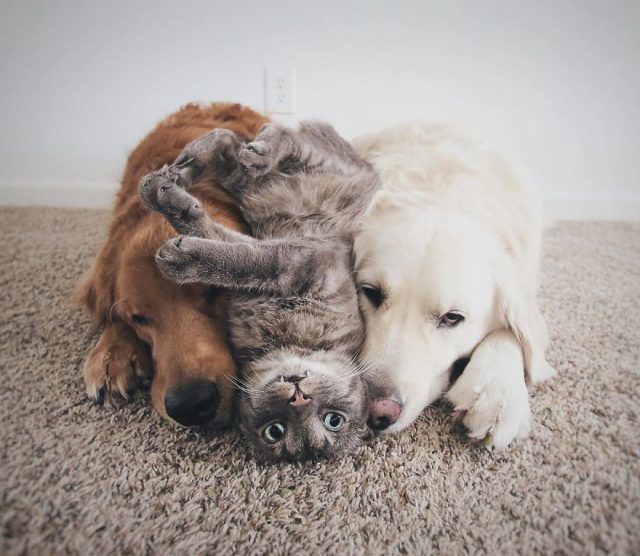 Ces 2 chiens et ce chat sont inséparables et ne se quittent jamais | So Busy Girls