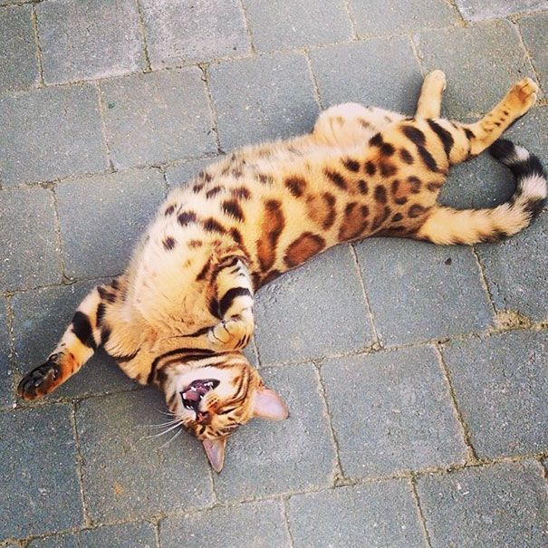 Découvrez Thor, le chat du Bengale qui a le plus beau pelage qui soit | So Busy Girls