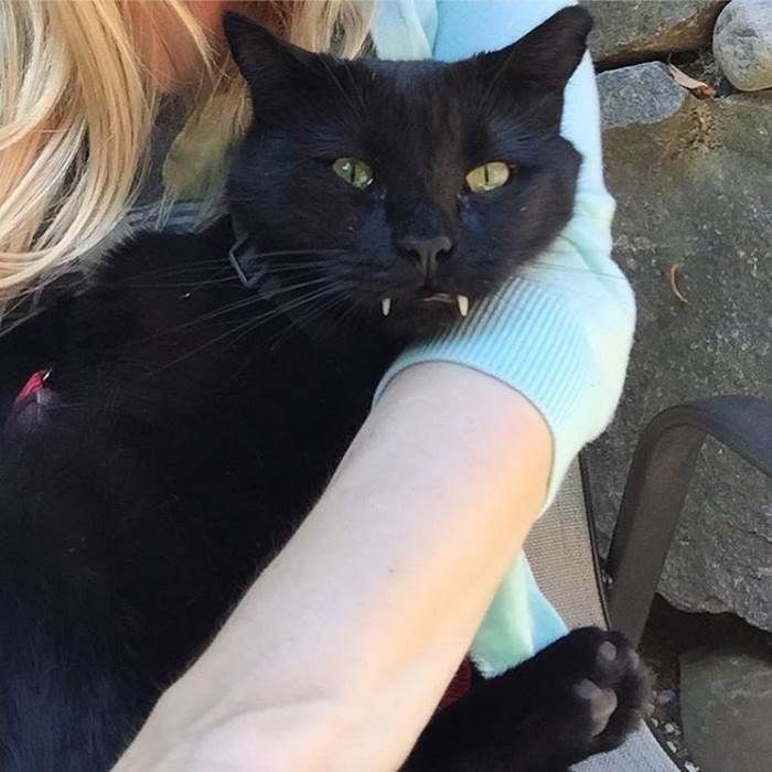 Découvrez Monkey, le chat noir aux vraies dents de vampire ! | So Busy Girls