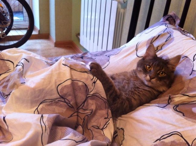 21 photos des plus beaux chats : vous n'allez pas pouvoir leur résister ! | So Busy Girls