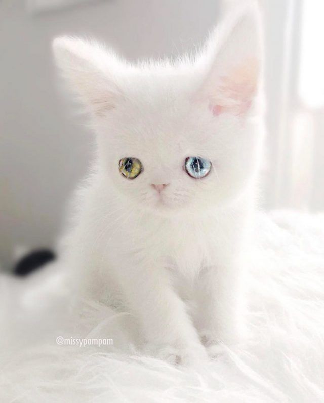 Découvrez Pam Pam, un tout petit chaton avec des yeux vairons qui vous hypnotiseront | So Busy Girls