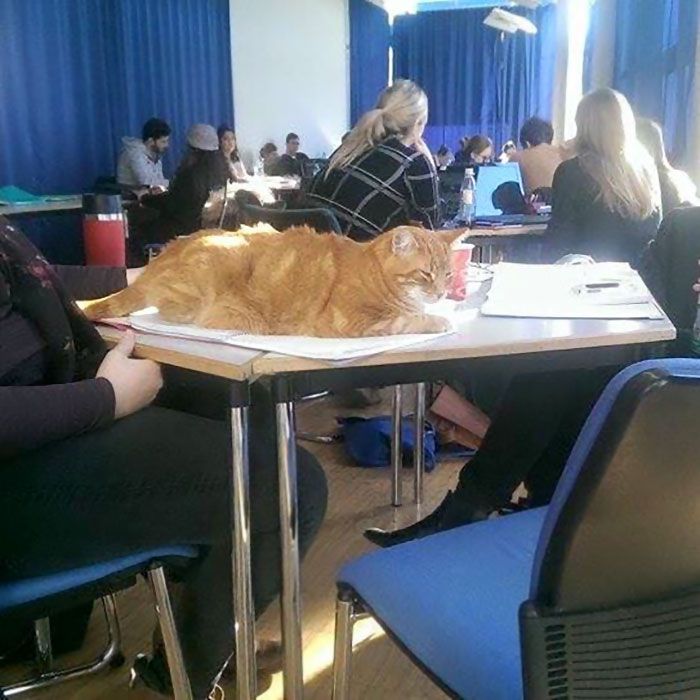 Ce chat vient tous les jours à l'Université pour encourager les étudiants en leur faisant des câlins | So Busy Girls