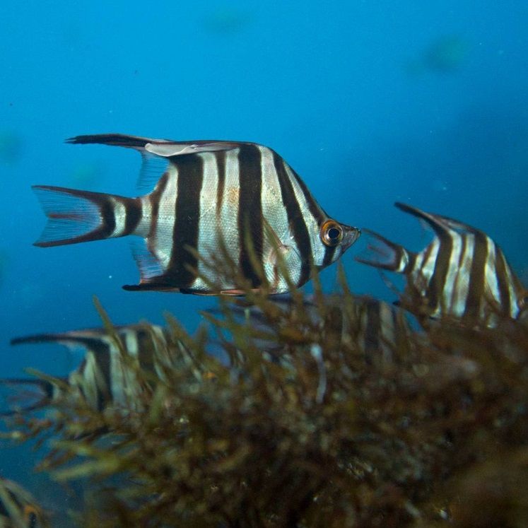 La photo incroyablement rare du poisson coincé à l'intérieur d'une méduse | So Busy Girls
