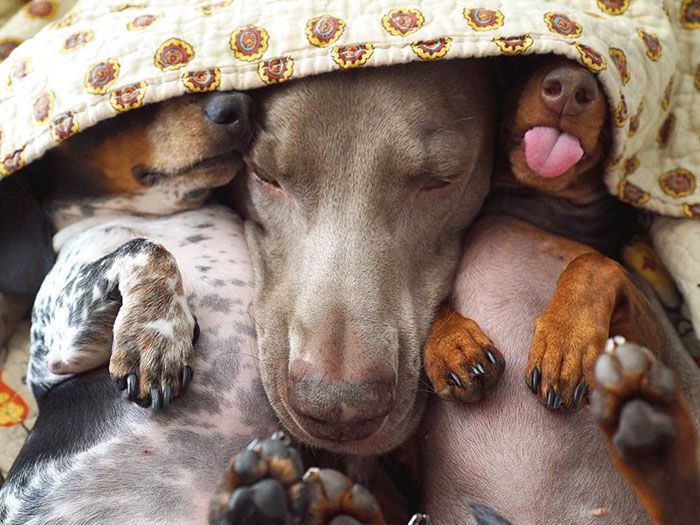 Ces 2 chiens et ce petit chiot endormis tous les 3 sont tellement adorables que vous allez craquer ! | So Busy Girls