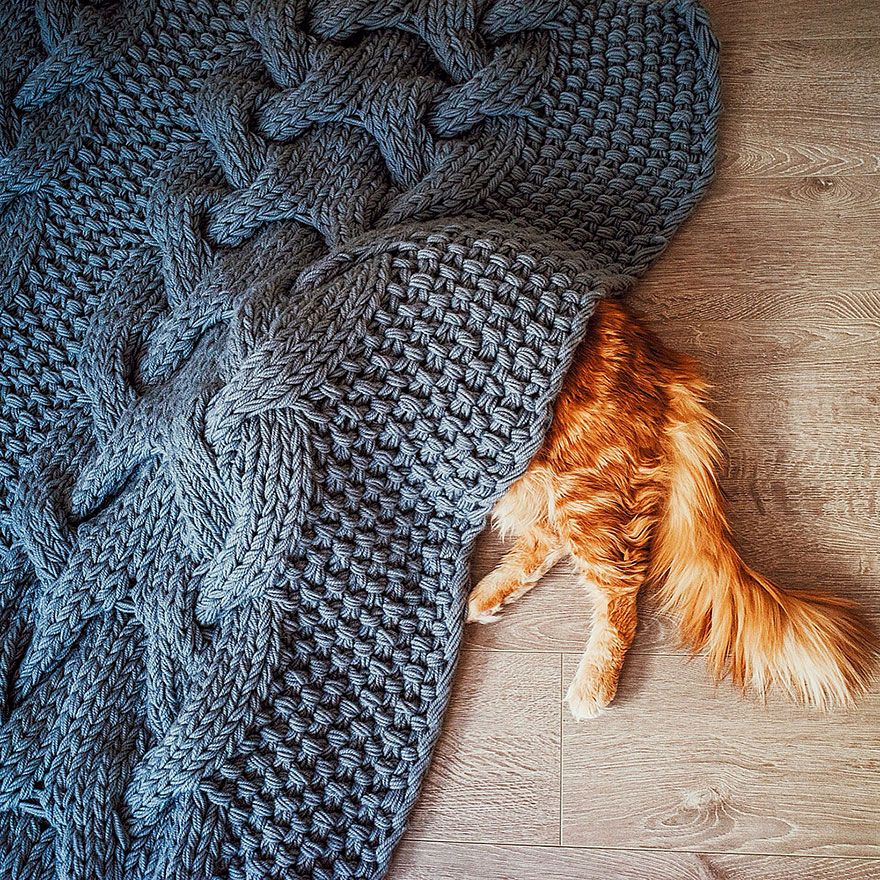 Découvrez Ginger, le chat roux tellement magnifique qu'il a son photographe personnel | So Busy Girls