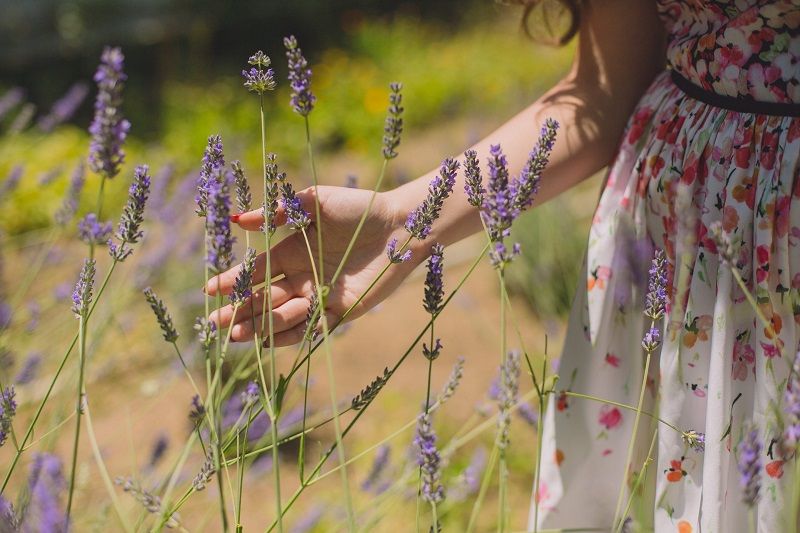 Quelles plantes résistent à la chaleur ?