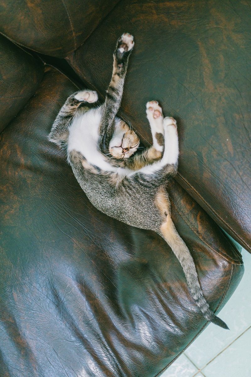 chat-flexible