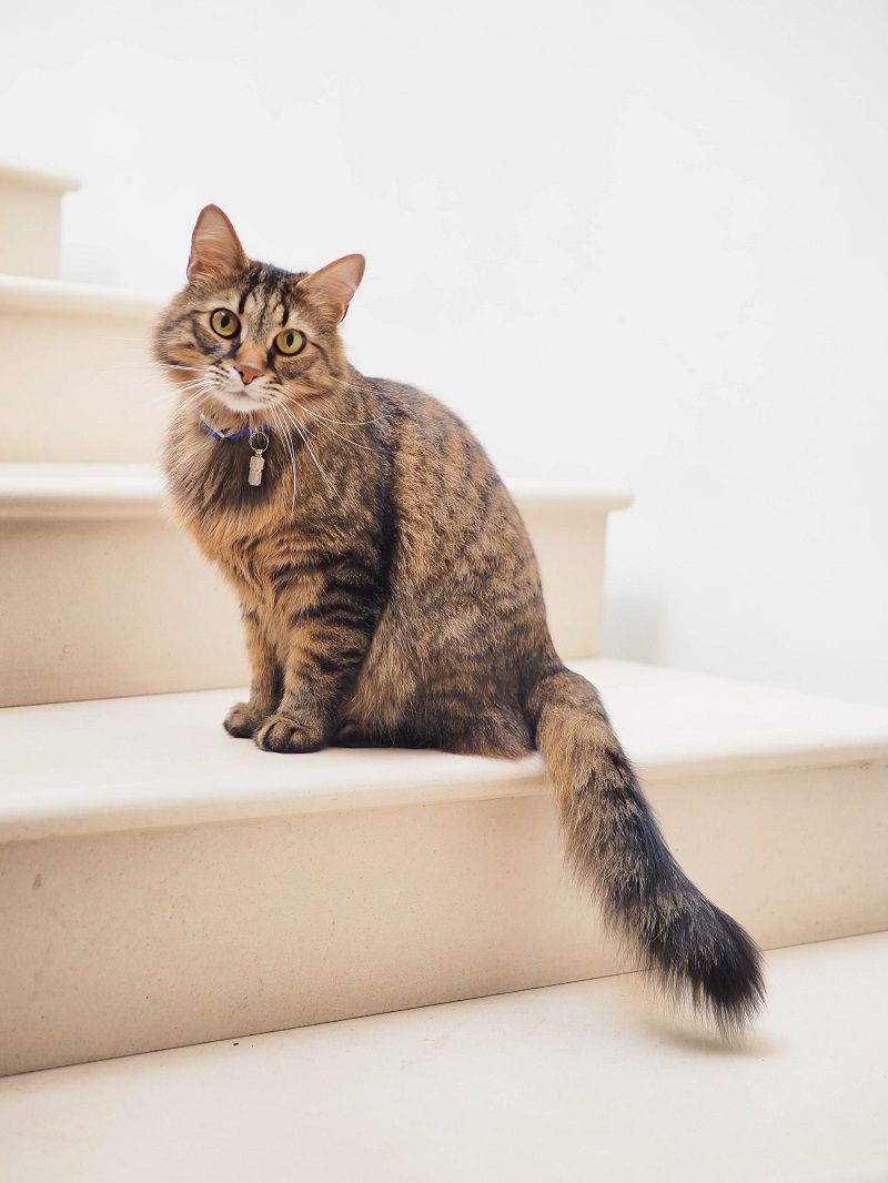 chat-mignon-escalier