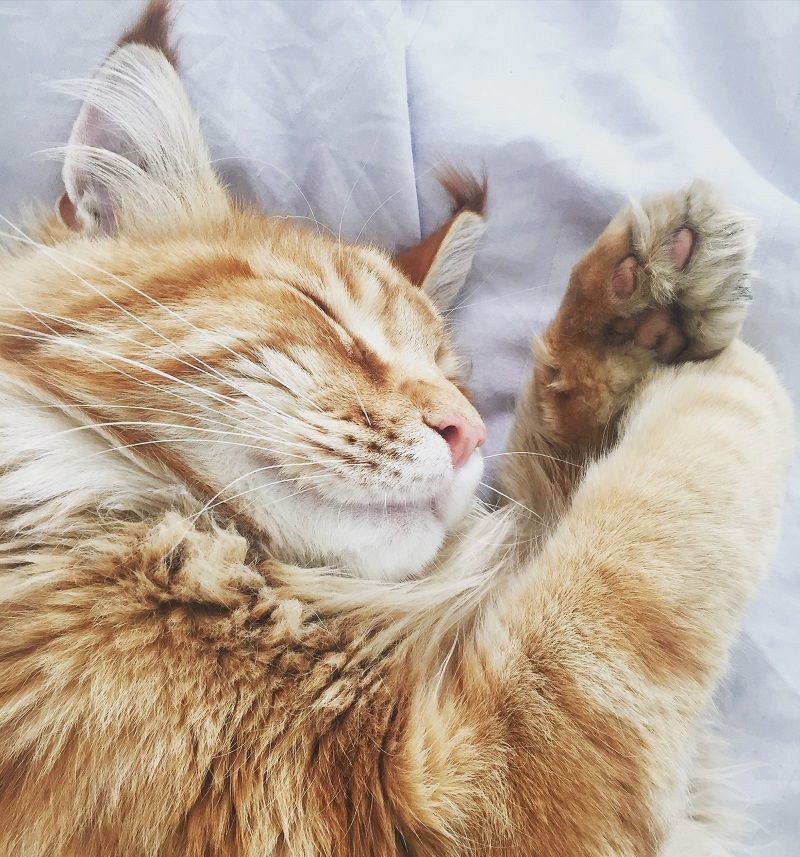 chat-qui-dort