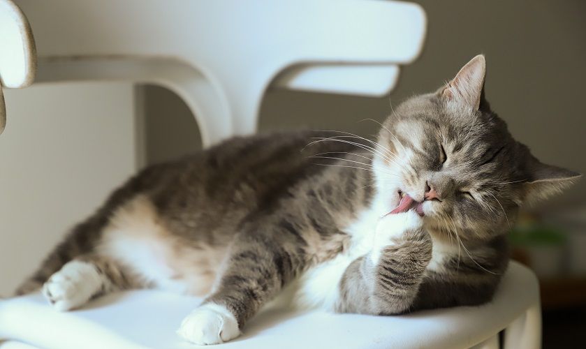 Chat qui se l&egrave;che la patte : quelle signification ?