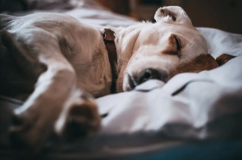 chien-qui-dort-dans-un-lit