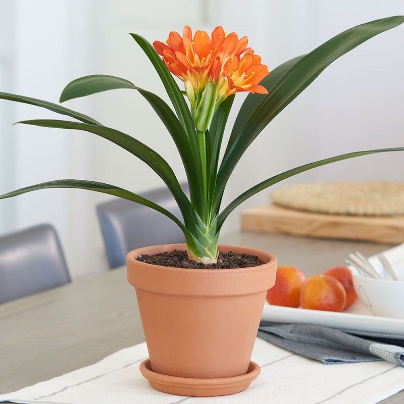 clivia-miniata-plant