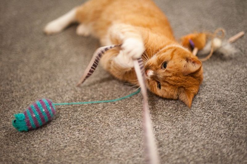 Meilleurs jeux pour jouer avec son chat