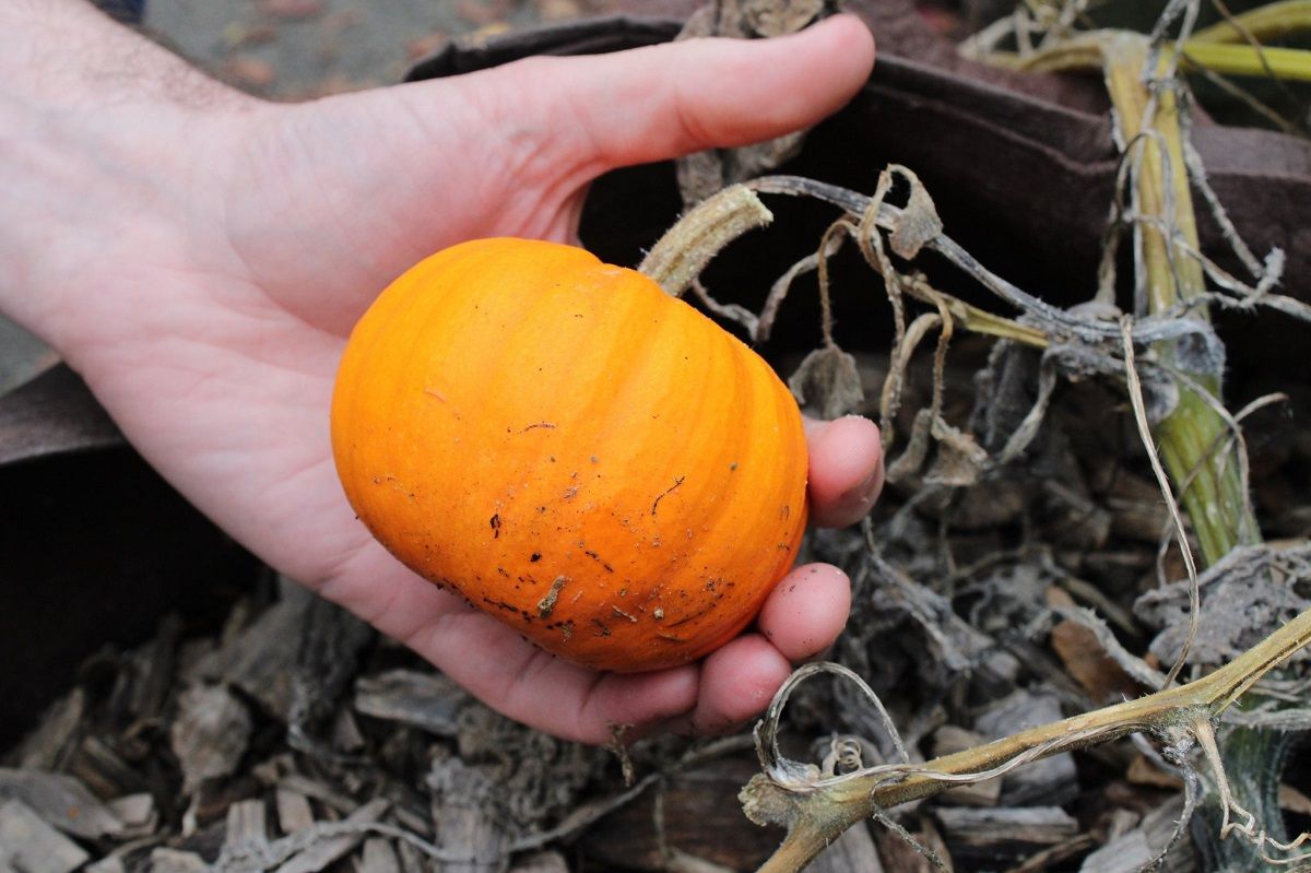 courge_1