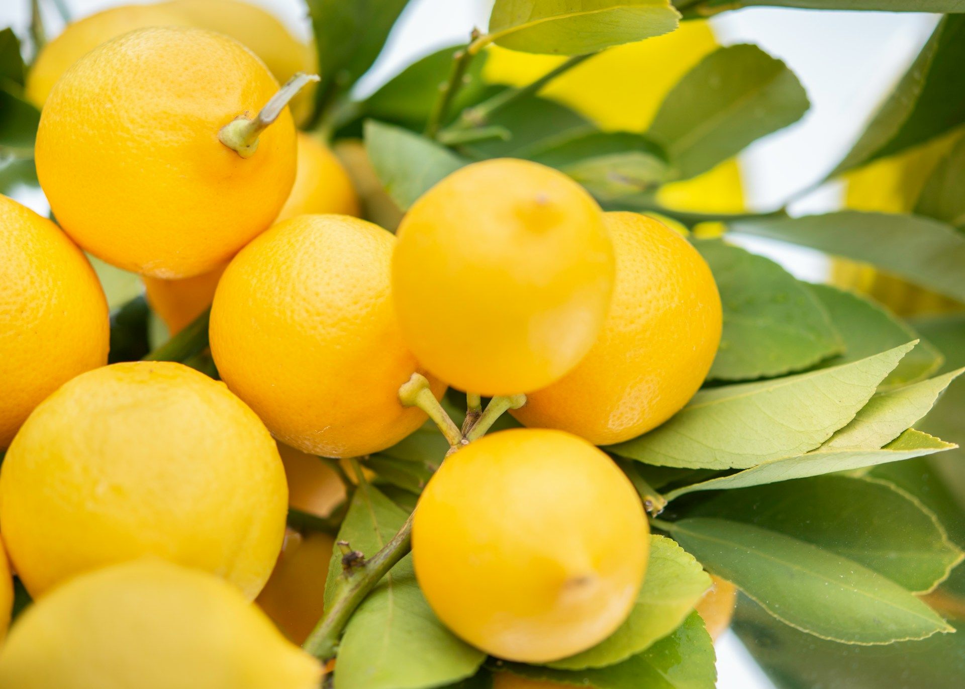 Comment conserver des citrons plus de 3 mois ?