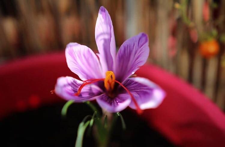 crocus