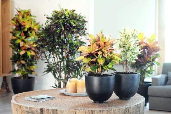 croton-plante-d-interieur