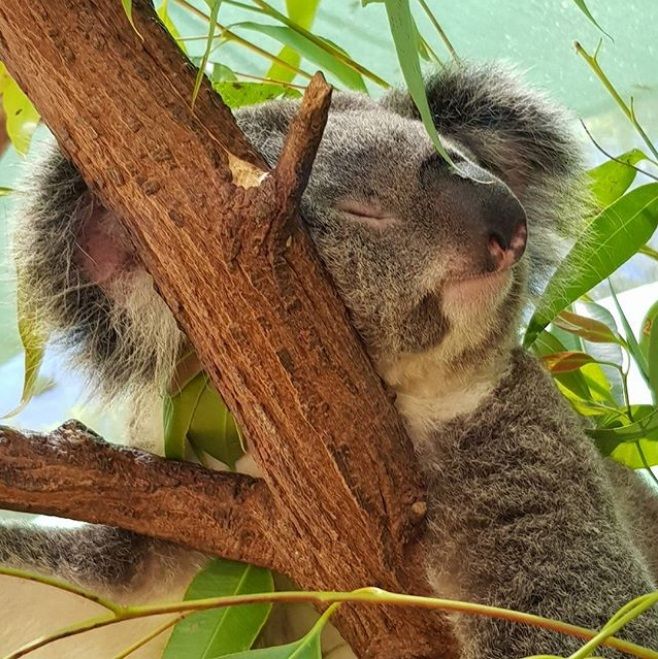 Impossible de ne pas fondre devant cette vidéo de koala serein qui reçoit des câlins ! | So Busy Girls