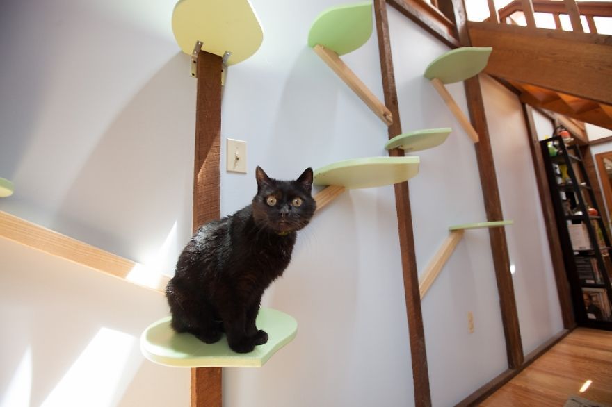 Il transforme une maison pour faire le bonheur de 7 chats | So Busy Girls
