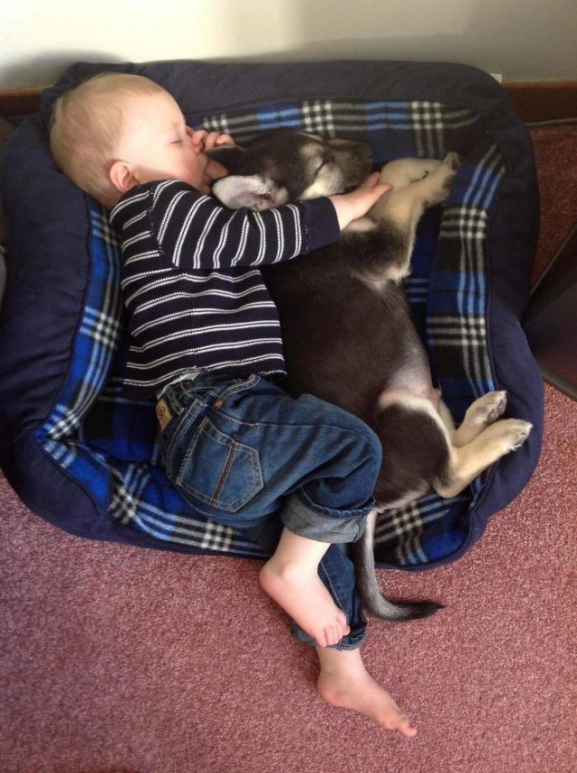 14 photos craquantes qui montrent que les chiens sont plus confortables que des oreillers | So Busy Girls